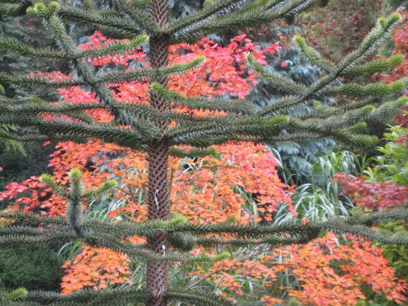 Araucaria araucana, Monkey Puzzle Tree photo IMG_3203.jpg